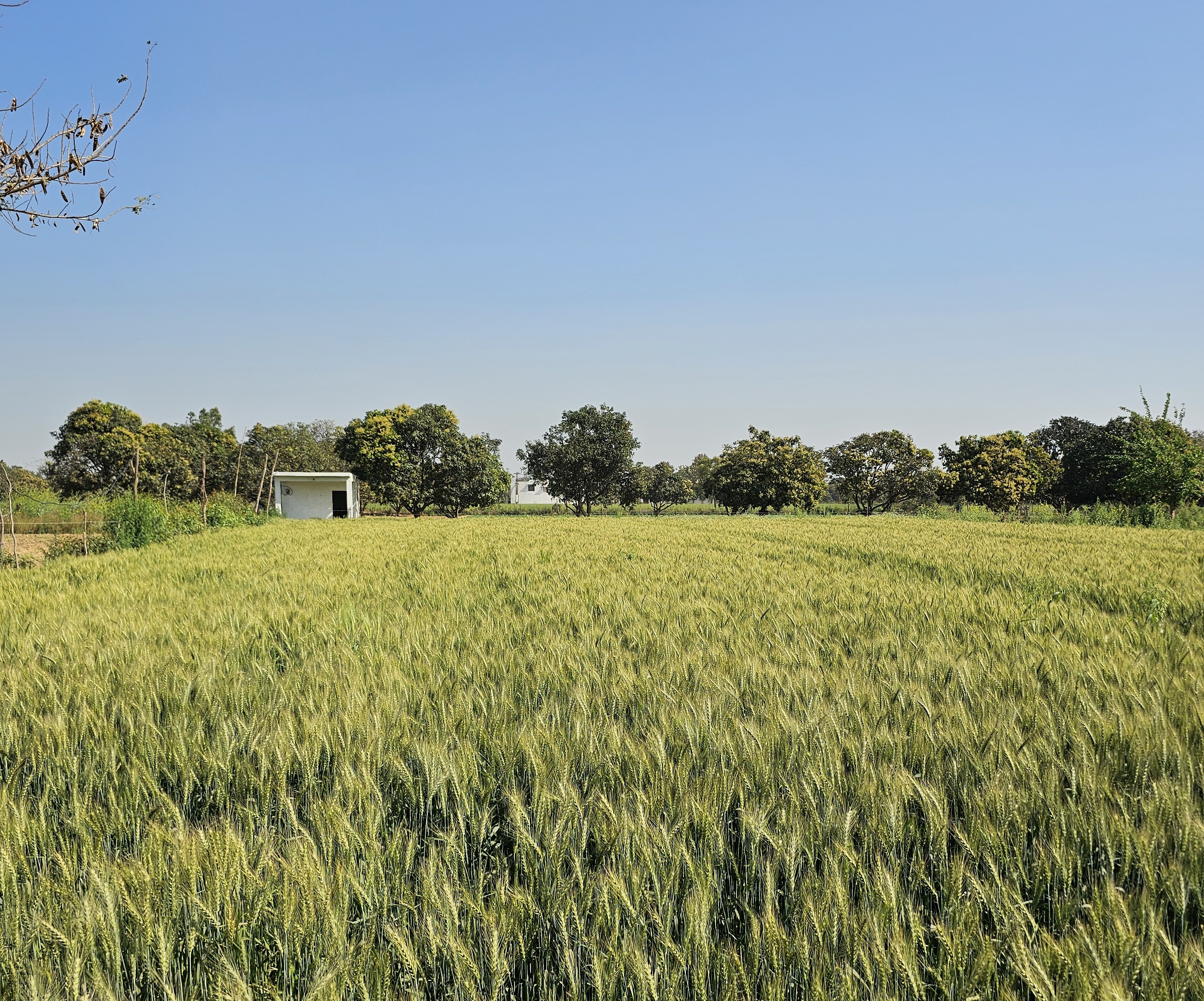 Agrevia farm in Uttar Pradesh